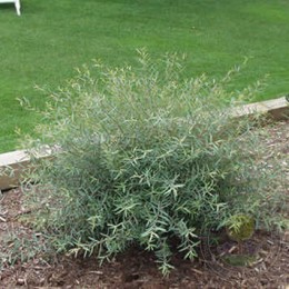 Ива пурпурная Нана