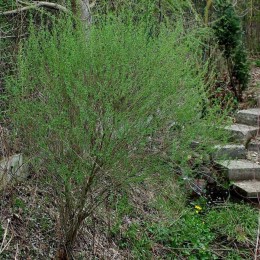 Ива пурпурная Нана