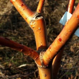 Ива Памяти Бажова