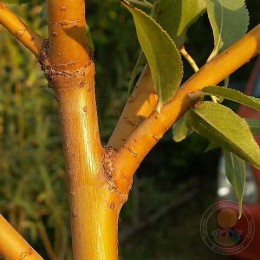 Ива Памяти Бажова