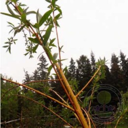 Ива Памяти Бажова