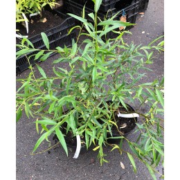 Ива Плакучий Гном