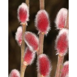 Ива тонкостолбиковая Маунт Асо