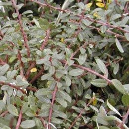 Ива ползучая Армандо