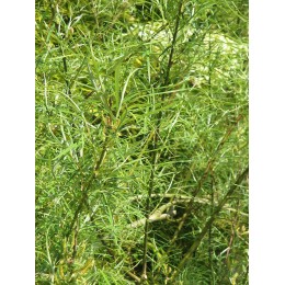 Ива розмаринолистная