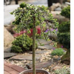 Ива симулатрикс