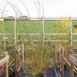 Ива пурпурная Нэнси Сондерс