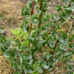 Ива вавилонская Криспа