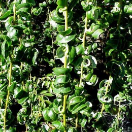 Ива вавилонская Криспа