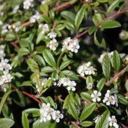 Кизильник иволистный Парктеппих