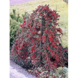 Кизильник Ватерера / иволистный Пендулус