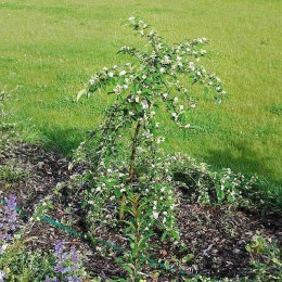 Кизильник Ватерера / иволистный Пендулус