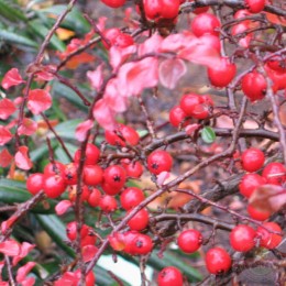 Кизильник нань-шаньский Боер