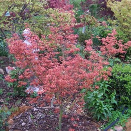 Клён веерный Вильсон Пинк Дварф