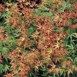 Клён веерный Вильсон Пинк Дварф