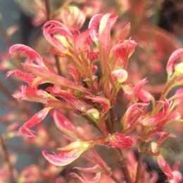 Клён веерный Вильсон Пинк Дварф