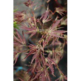 Клён пальмовидный Маньо-Но-Сато