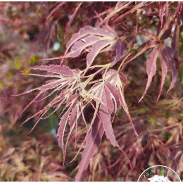 Клён пальмовидный Маньо-Но-Сато