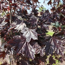 Клён остролистный Пёрпл Глоуб