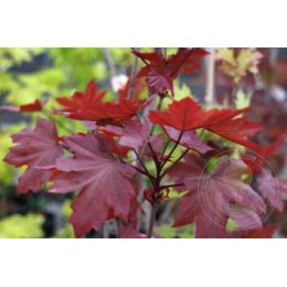 Клён остролистный Пёрпл Глоуб