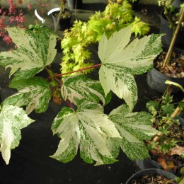 Клён ложноплатановый Саймон-Льюис Фререс