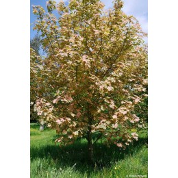 Клён ложноплатановый Саймон-Льюис Фререс