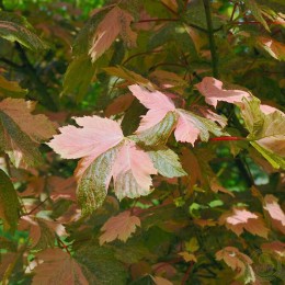 Клён ложноплатановый Саймон-Льюис Фререс