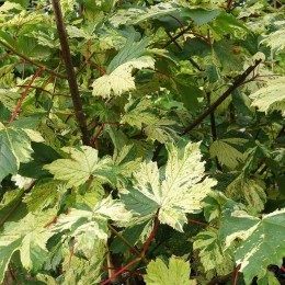 Клён ложноплатановый Саймон-Льюис Фререс