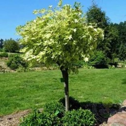 Клён ложноплатановый Саймон-Льюис Фререс