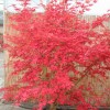 Клён веерный Кориба