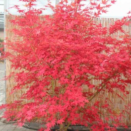 Клён веерный Кориба