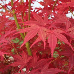 Клён веерный Кориба