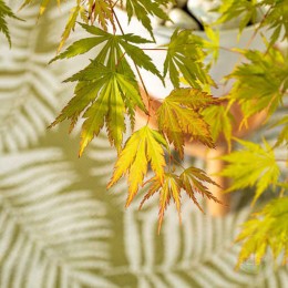 Клён веерный Оранж Лейс