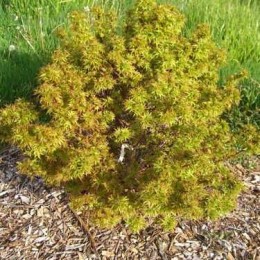 Клён веерный Шарпс Пигми