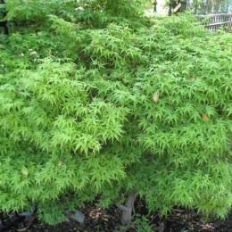 Клён веерный Шарпс Пигми