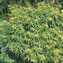 Клён веерный Шарпс Пигми