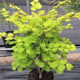 Клён Ширасавы Мунрайс