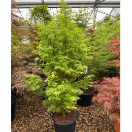 Клён веерный Хигаса Яма