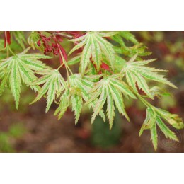 Клён веерный Хигаса Яма