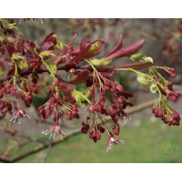 Клён веерный Хигаса Яма