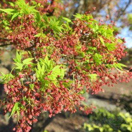 Клён веерный Хигаса Яма