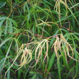 Клён веерный Кинши