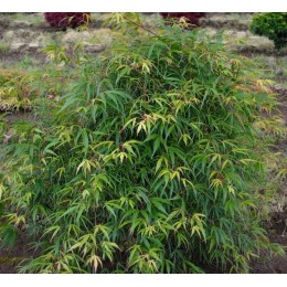 Клён веерный Кинши