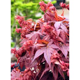 Клён веерный Куренаи Джиши