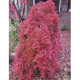 Клён веерный Рюзен