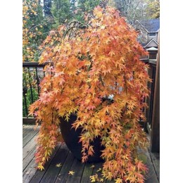 Клён веерный Рюзен