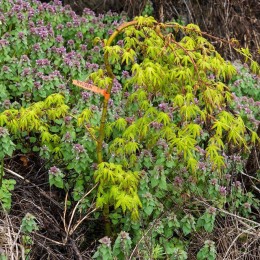 Клён веерный Рюзен