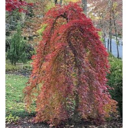 Клён веерный Рюзен