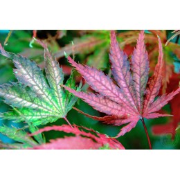 Клён веерный Тайгер Роза
