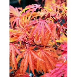 Клён веерный Тайгер Роза